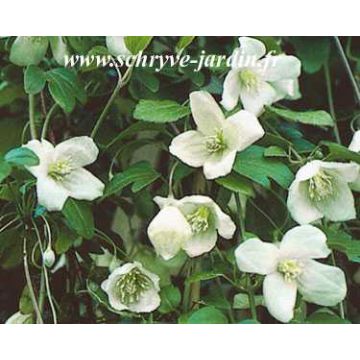 Clematis cirrhosa Beni Snassen