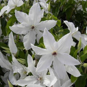 Clematis x patens Beautiful Bride - Early Large-flowered Clematis