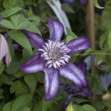 Clematis florida Cassis TM EVIPO 020