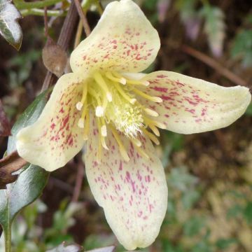 Clematis cirrhosa var. balearica