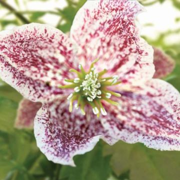 Clematis cirrhosa Freckles