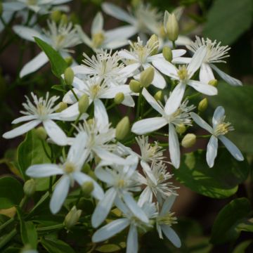 Clematis flammula - Virgin's bower