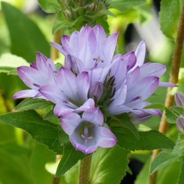 Campanula glomerata Caroline