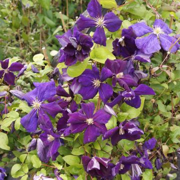 Clematis Jackmanii Superba