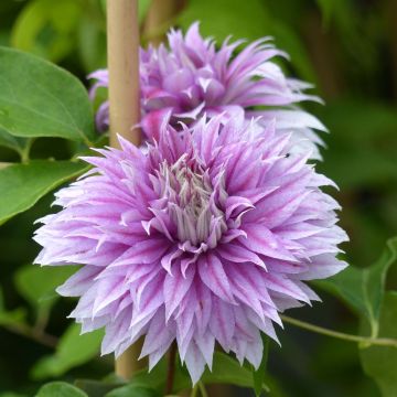 Clematis patens Joséphine - Early Large-flowered Clematis