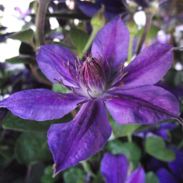 Clematis  Mon Amour