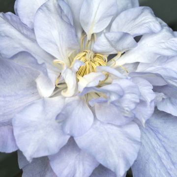 Clematis Veronica's Choice - Early Large-flowered Clematis