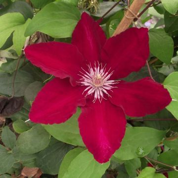 Clematis patens 'Rebecca'