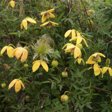 Clematis tibetana Orange Peel