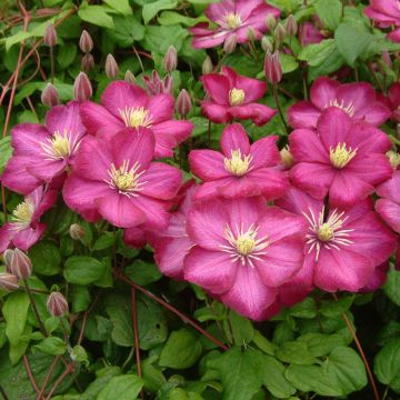 Clematis x viticella 'Ville de Lyon'