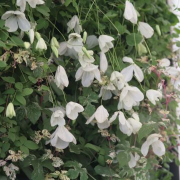 Clematis Maria Cornelia