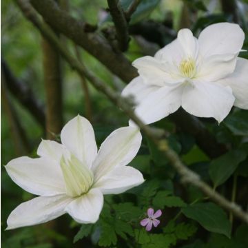 Clematis patens Madame Lecoultre