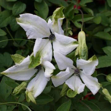 Clematis viticella Alba Luxurians - Italian Leather Flower