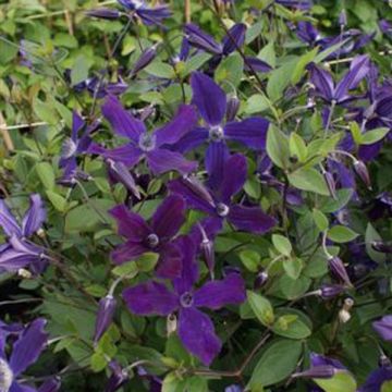 Clematis diversifolia Aphrodite