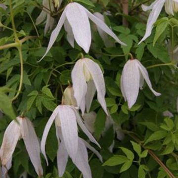 Clematis Broughton Bride