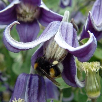 Clematis diversifolia Fascination