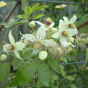 Clematis Grace