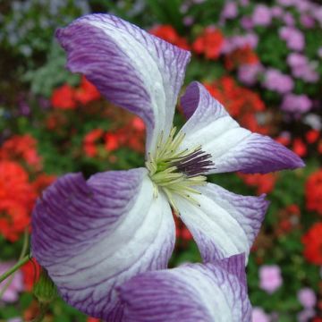 Clematis I am Lady J - Italian Leather Flower