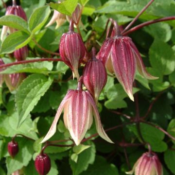 Clematis atragene I am Red Robin