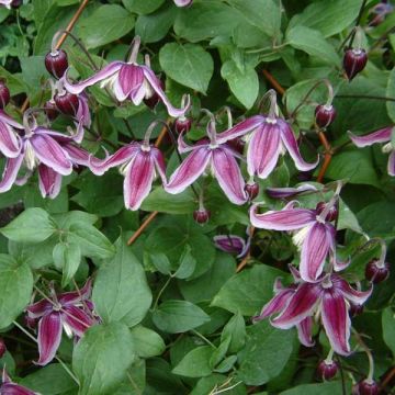 Clematis diversifolia Jan Fopma