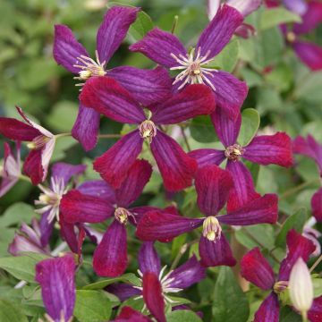 Clematis flammula Sweet Summer Love