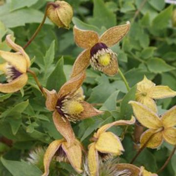 Clematis Tibetan Mix