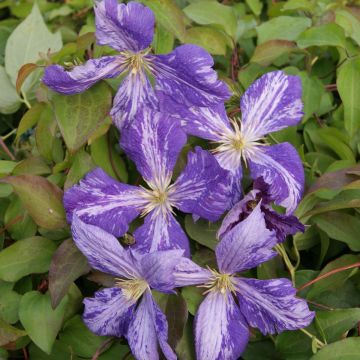 Clematis Tie Dye