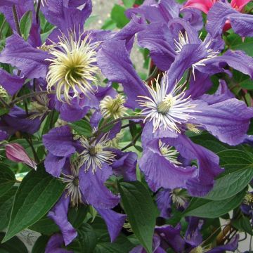 Clematis diversifolia Blue pirouette