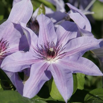 Clematis patens Blue Ravine