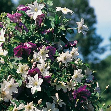 Classic Red and White Clematis Collection