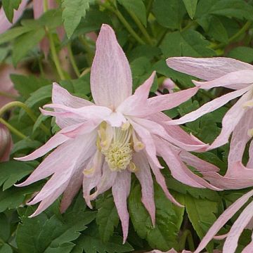 Clematis atragene Country Rose