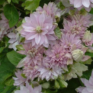 Clematis patens Dancing Queen