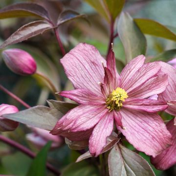 Clematis montana Sunrise - Anemone Clematis