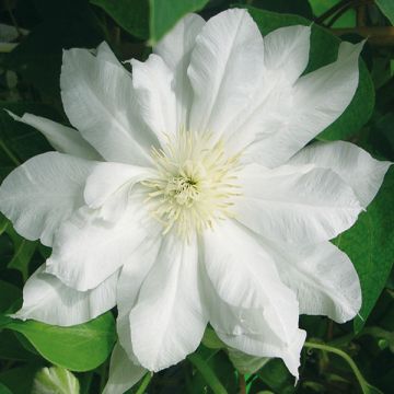 Clematis patens Duchess of Edinburgh