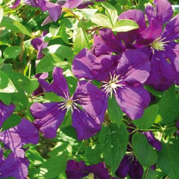 Clematis x viticella 'Etoile Violette'