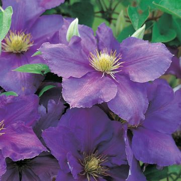 Clematis patens General Sikorski