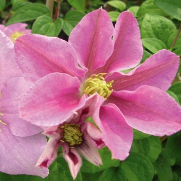 Clematis patens Hanagurama