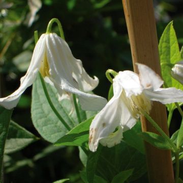 Clematis integrifolia Alba