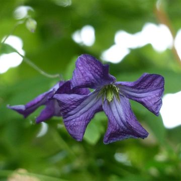 Clematis viticella - Italian leather flower