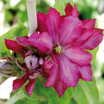 Clematis patens Kaen