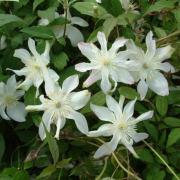 Clematis Jacqui