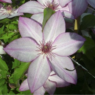 Clematis patens Omoshiro