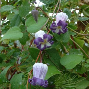 Clematis pitcheri