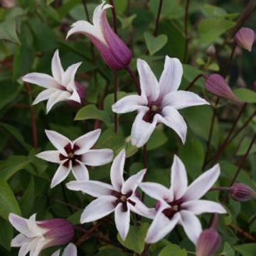 Clematis texensis Princess Kate - Scarlet Leather Flower