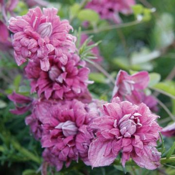 Clematis viticella 'Purpurea Plena Elegans'