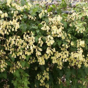 Clematis rehderiana 