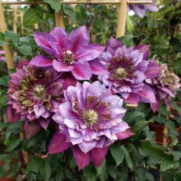 Clematis Temptation