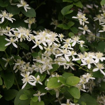 Clematis terniflora