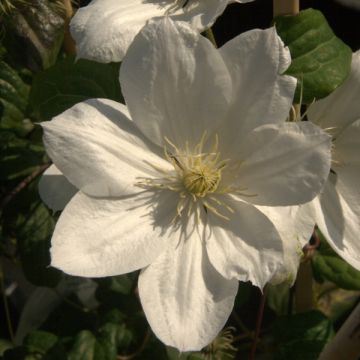 Clematis The Bride - Early Large-flowered Clematis