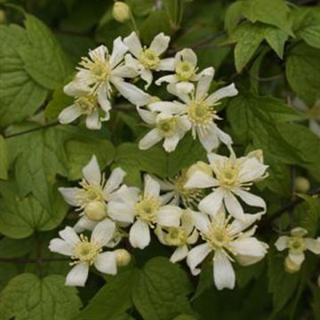 Clematis Trichotoma